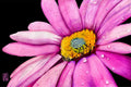 Flower PRINT